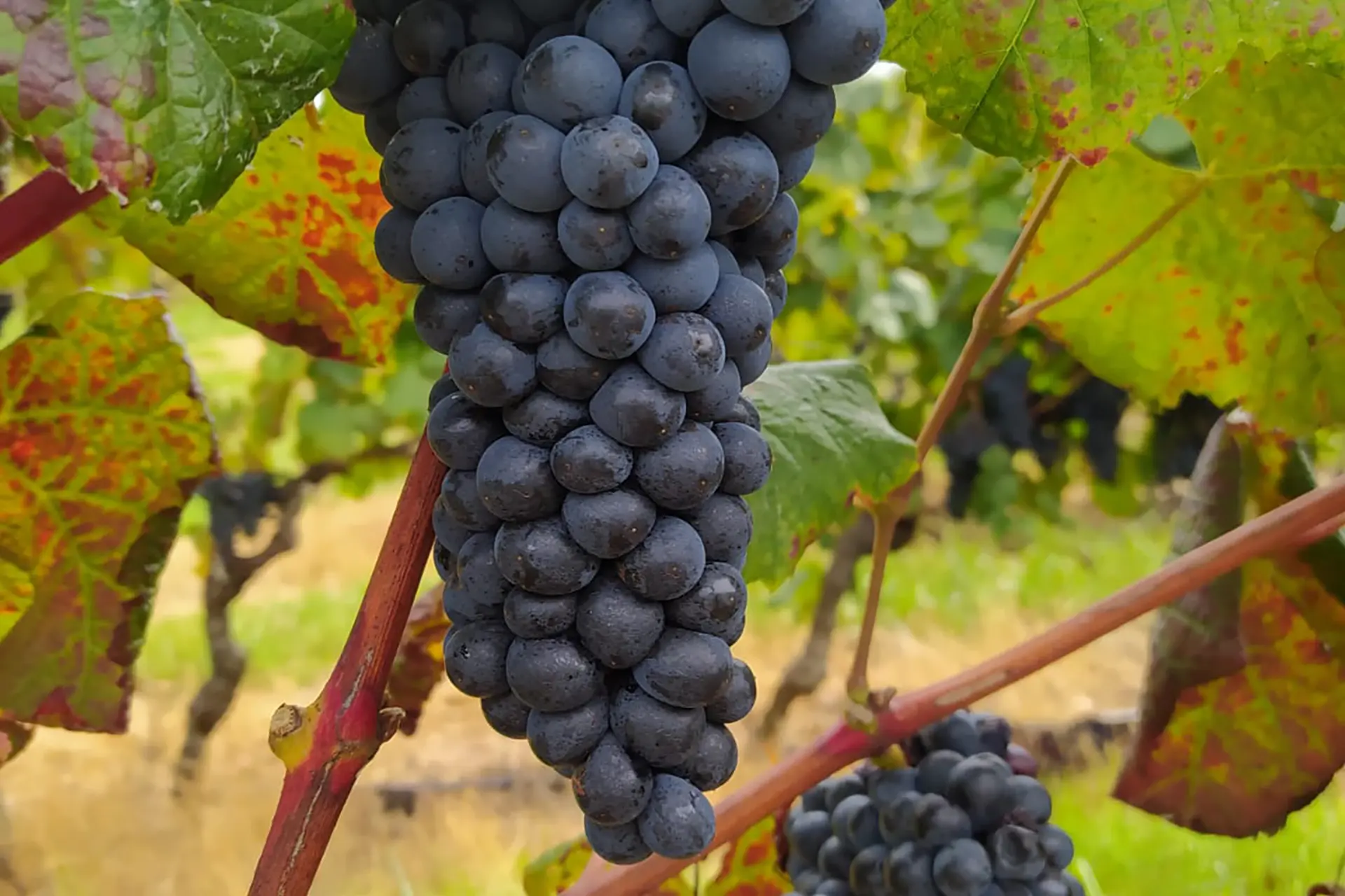 Finca Las Violetas