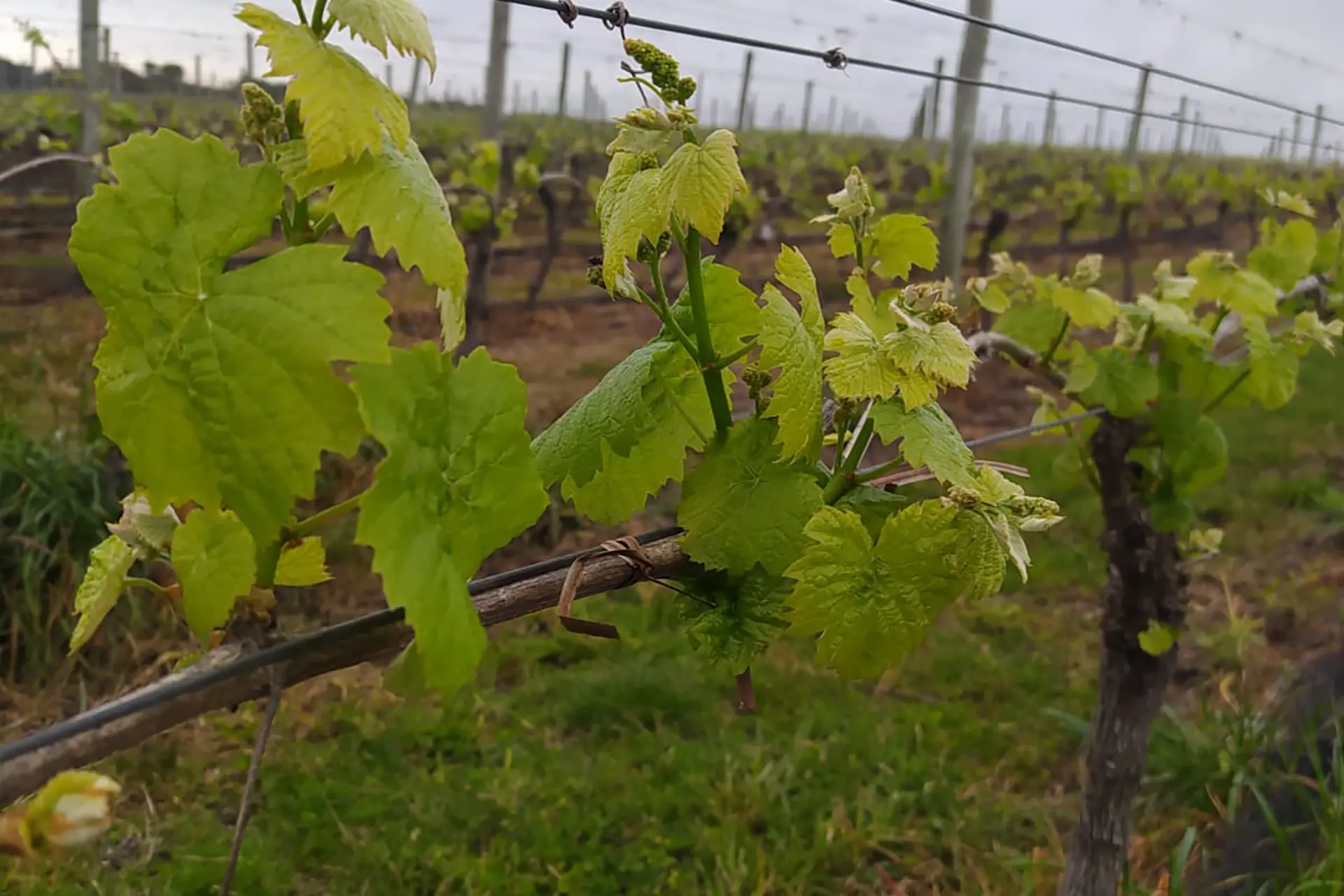 Finca Las Violetas
