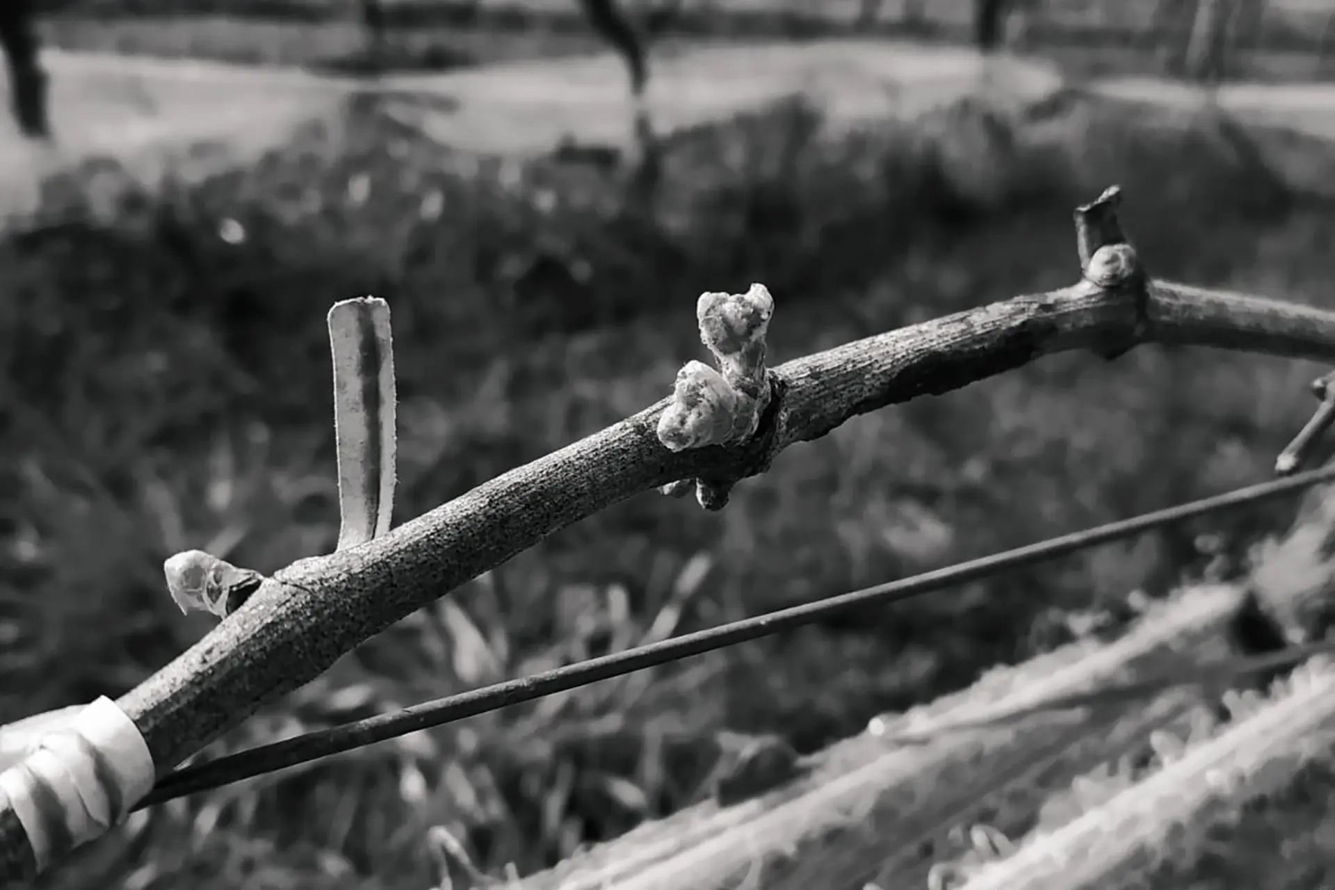 Finca Las Violetas