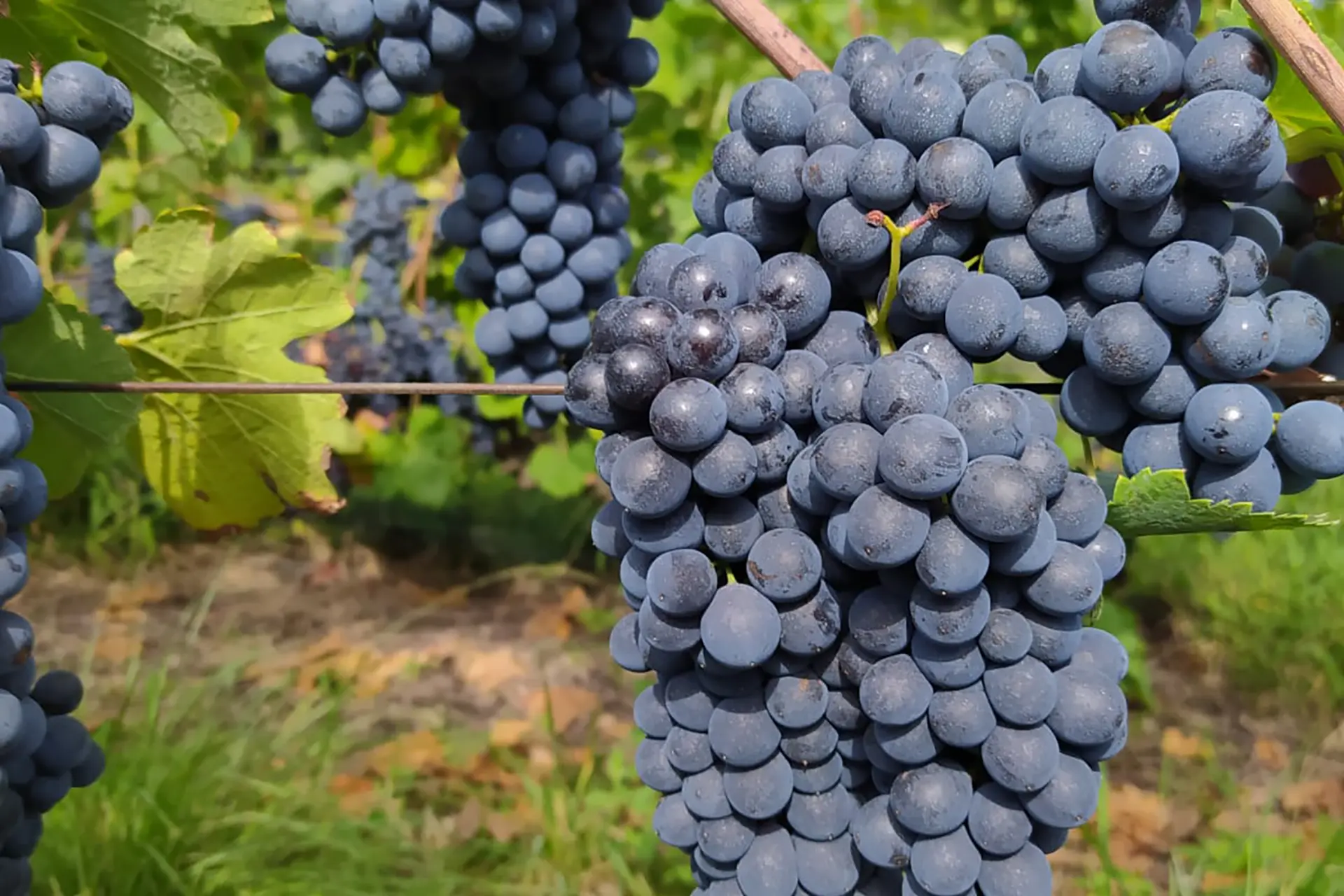 Finca Las Violetas