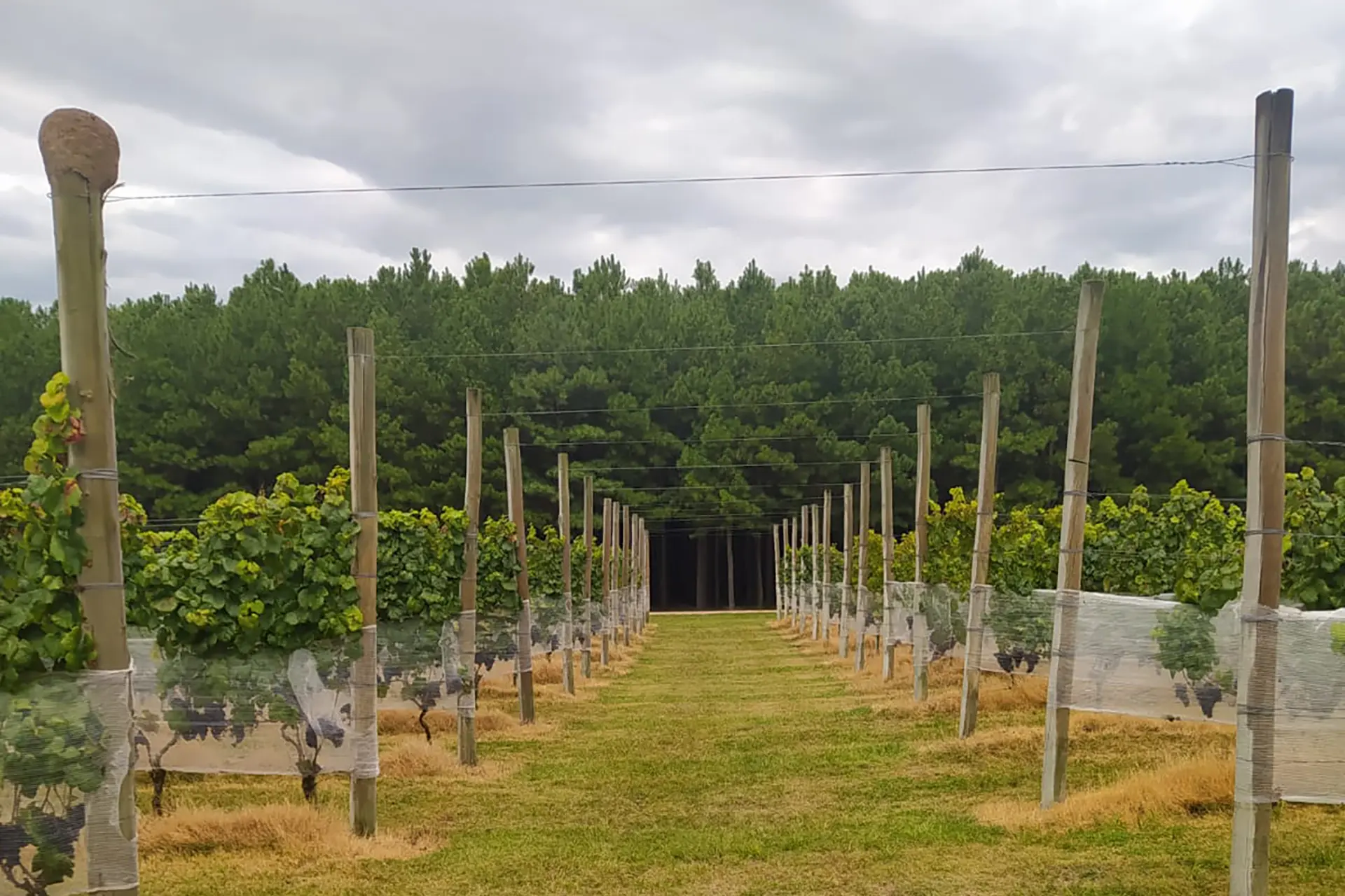 Finca Las Violetas