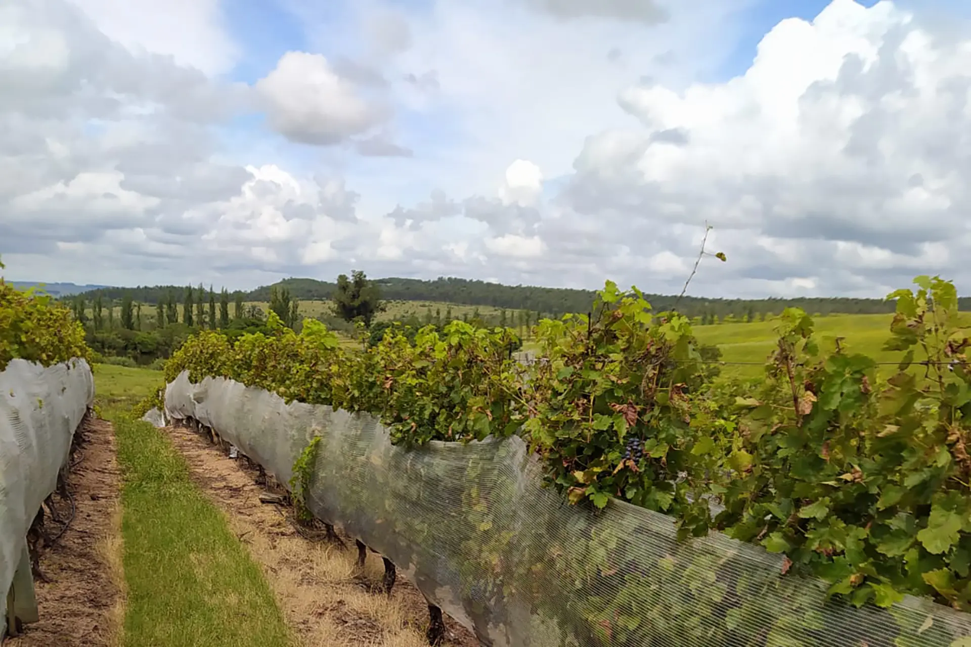 Finca Las Violetas